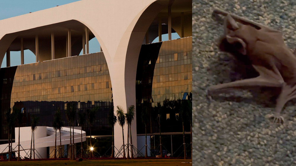 Vídeo: servidores encontram morcego dentro de sala na Cidade Administrativa