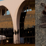 Vídeo: servidores encontram morcego dentro de sala na Cidade Administrativa