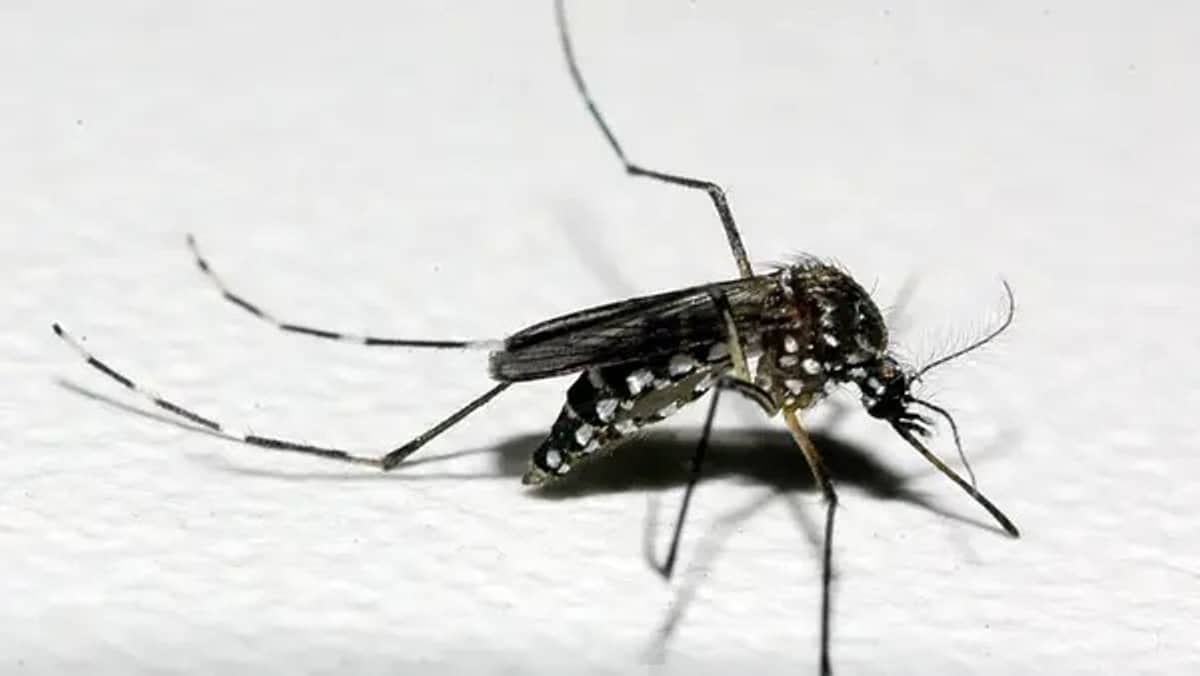 Dengue: 658 municípios de Minas apresentam risco para contaminação