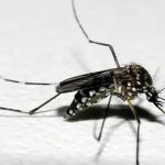 Dengue: 658 municípios de Minas apresentam risco para contaminação