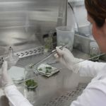 UFMG abre inscrições para mestrado e doutorado em Produção Vegetal em Montes Claros