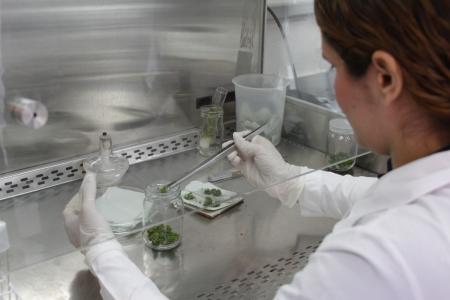 Processo seletivo para mestrado e doutorado em Produção Vegetal da UFMG já está abeto