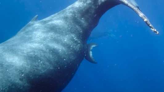 Cientistas presenciaram uma cena rara e que até então ninguém tinha visto antes