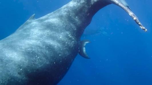 Cientistas presenciaram uma cena rara e que até então ninguém tinha visto antes