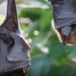 Sete morcegos contaminados com raiva  são encontrados em Belo Horizonte em 2023 