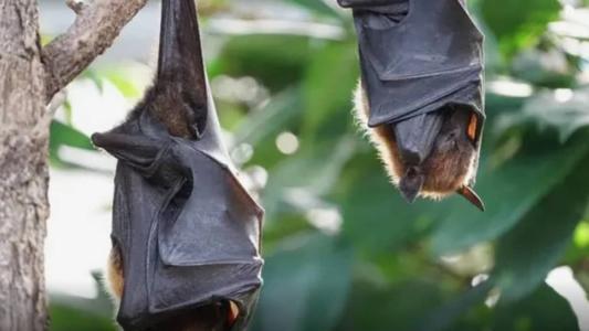 Cinco regiões de BH já registraram casos nos animais