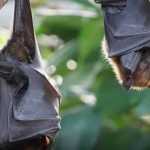 Sete morcegos contaminados com raiva são encontrados em Belo Horizonte em 2023