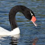 Gripe Aviária: Mapa confirma mais três casos em aves silvestres