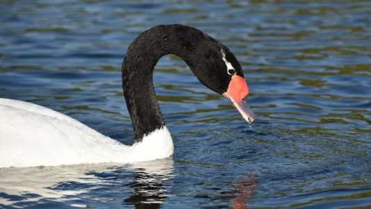 Cisne do pescoço preto