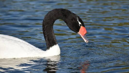 Cisne do pescoço preto