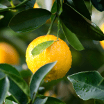 Efeitos climáticos devem reduzir em 24% a safra da laranja em todo o país
