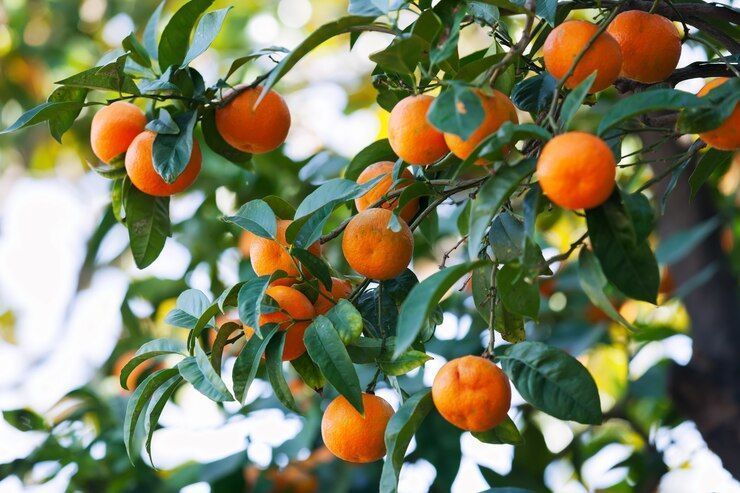 Como germinar sementes de laranja de forma rápida e fácil em casa