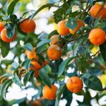 Como germinar sementes de laranja de forma rápida e fácil em casa