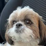 Cadela mascote de clínica para idosos que fugiu na Pampulha, em BH, é devolvida: 'aliviados' 