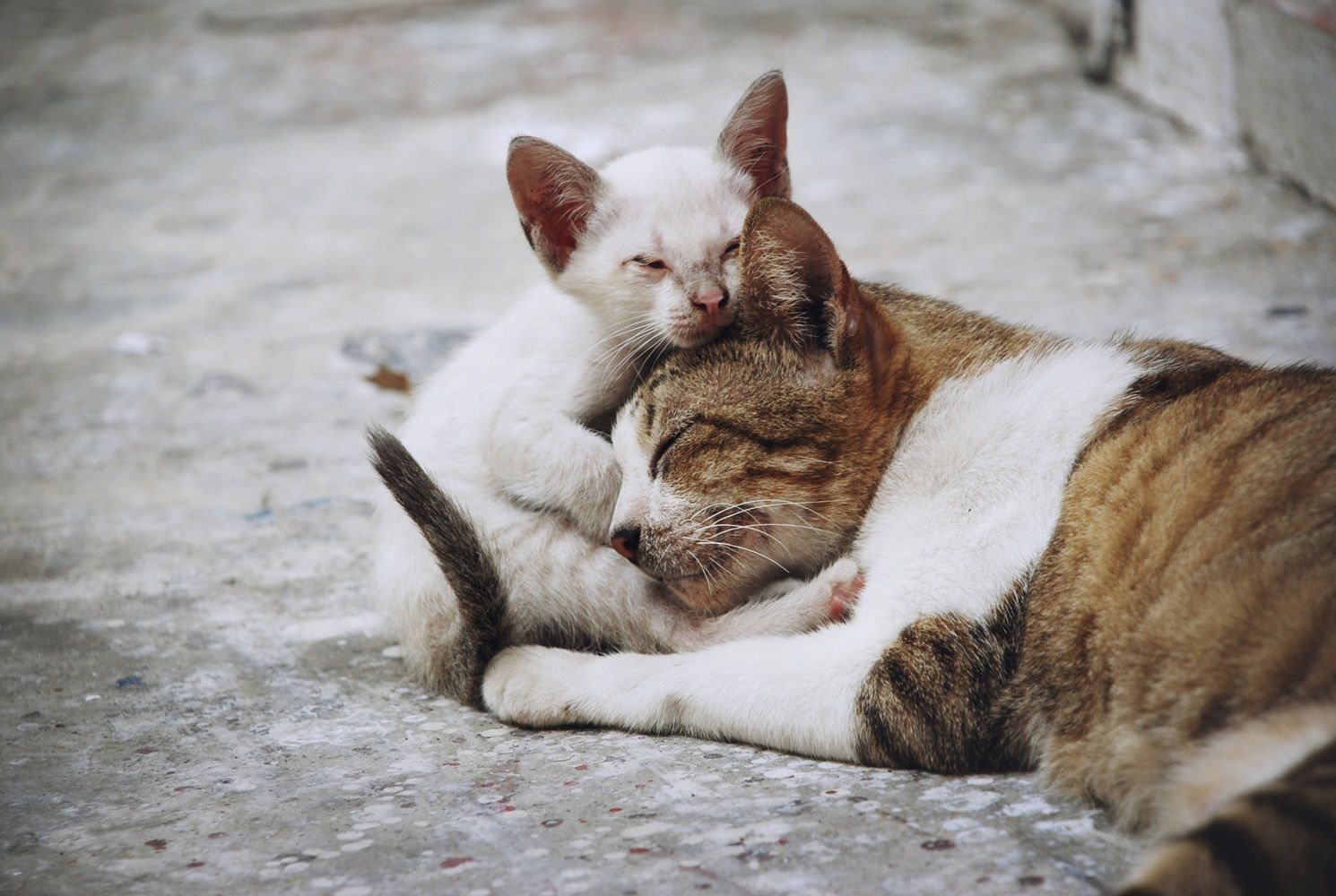 Gatos que já obstruíram a uretra precisam de dieta úmida para prevenir novos quadros