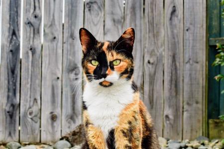 Estima-se que apenas um a cada três mil gatos tricolores seja macho e, mesmo quando isso acontece, esses animais costumam ser inférteis, já que possuem um cromossomo X extra