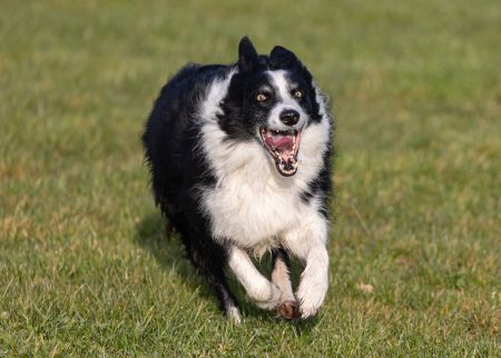 Adestradores profissionais recomendam o uso de brinquedos interativos, práticas esportivas e comandos variados para manter o animal engajado