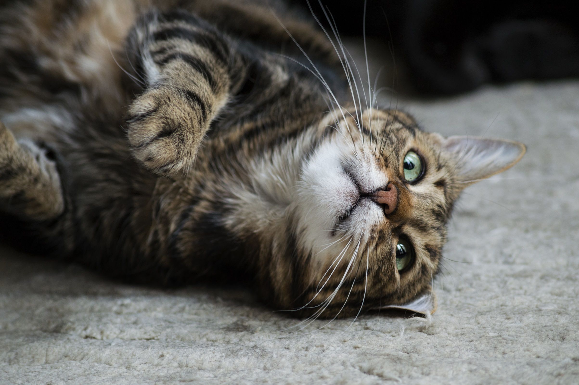 Cortar as unhas do gato no intervalo certo evita dor, feridas e dificuldade de locomoção