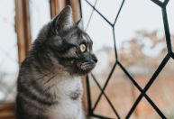 4 motivos para vacinar gatos, mesmo de apartamento, com a polivalente