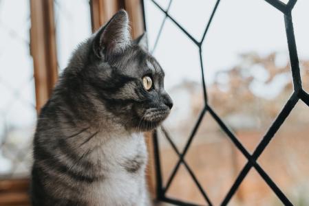 Proteger janelas e sacadas com telas adequadas é uma medida indispensável para garantir a segurança dos gatos em ambientes urbanos