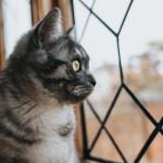 4 motivos para vacinar gatos, mesmo de apartamento, com a polivalente