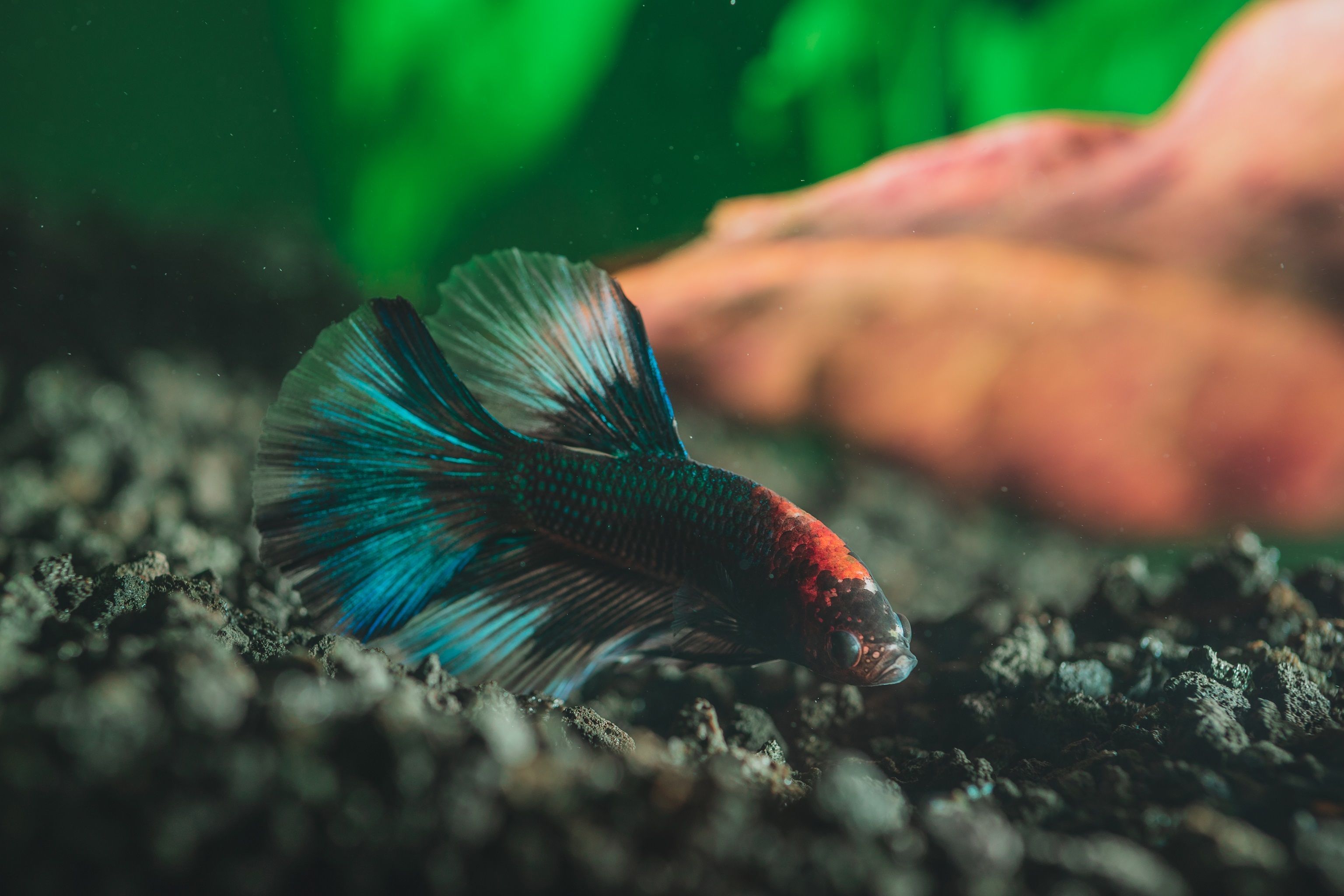 Tamanho do aquário influencia diretamente o comportamento e a saúde dos peixes
