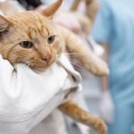 Prefeitura de BH promove castração gratuita de cães e gatos em agosto; veja detalhes