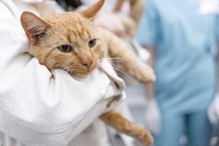 Um gato castrado vai depender de cuidados adequados nos dias seguintes à cirurgia, para prevenir complicações e proporcionar ao bichano uma recuperação tranquila.