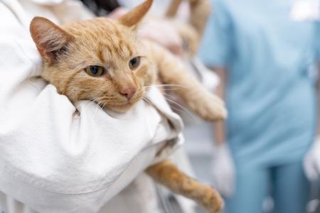 Um gato castrado vai depender de cuidados adequados nos dias seguintes à cirurgia, para prevenir complicações e proporcionar ao bichano uma recuperação tranquila.