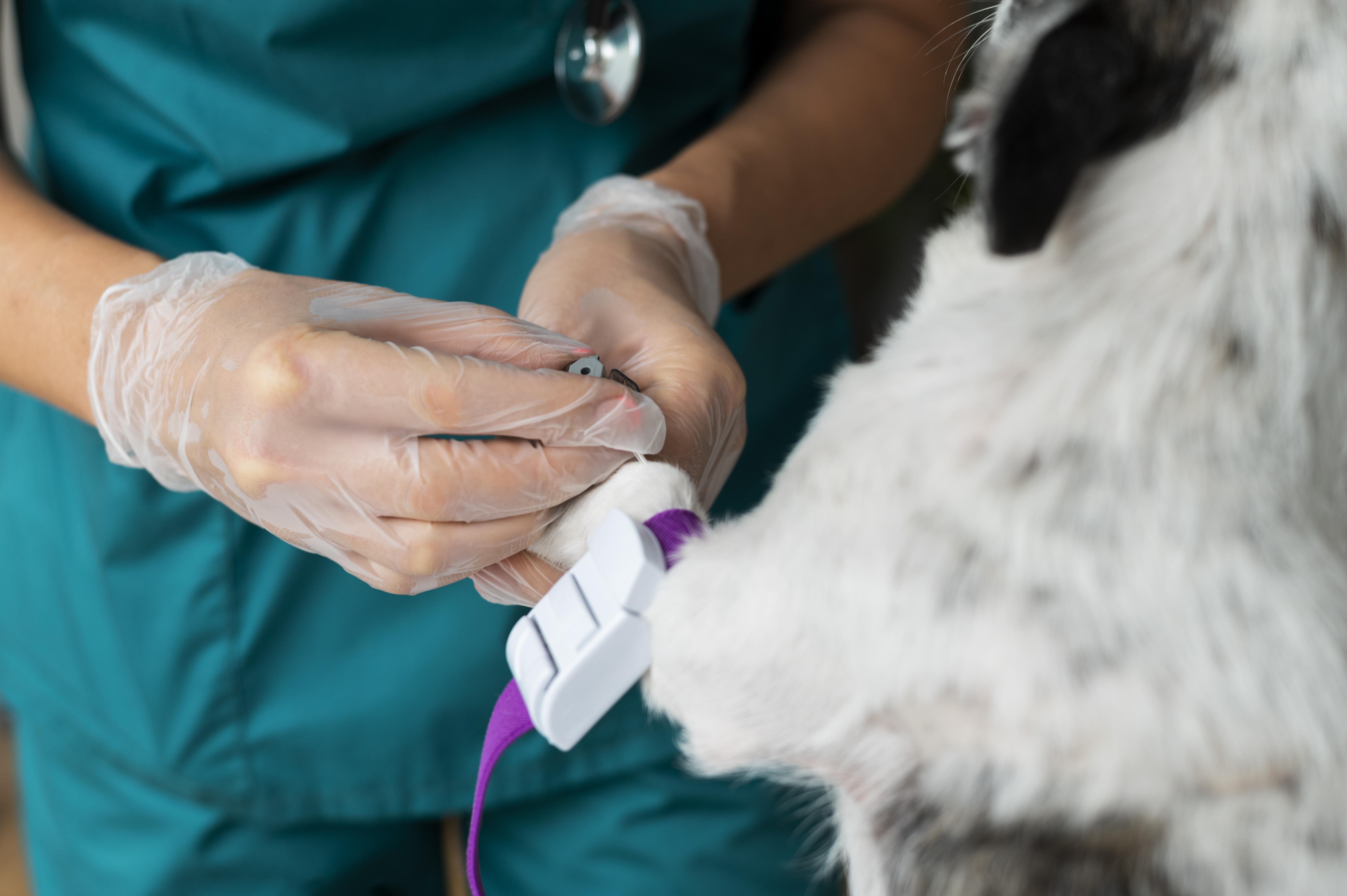 Doação de sangue para cães: saiba como funciona e quem pode participar