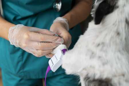 O procedimento é simples, indolor e, geralmente, dura cerca de 30 minutos, sem necessidade de sedação