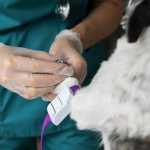 Doação de sangue para cães: saiba como funciona e quem pode participar