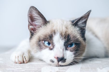 Optar por um gato de pedigree exige responsabilidade redobrada na escolha do criador, nos cuidados com a saúde e na manutenção do bem-estar do animal