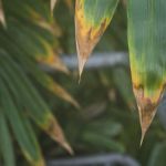 Por que as pontas das folhas das plantas secam e como prevenir isso?