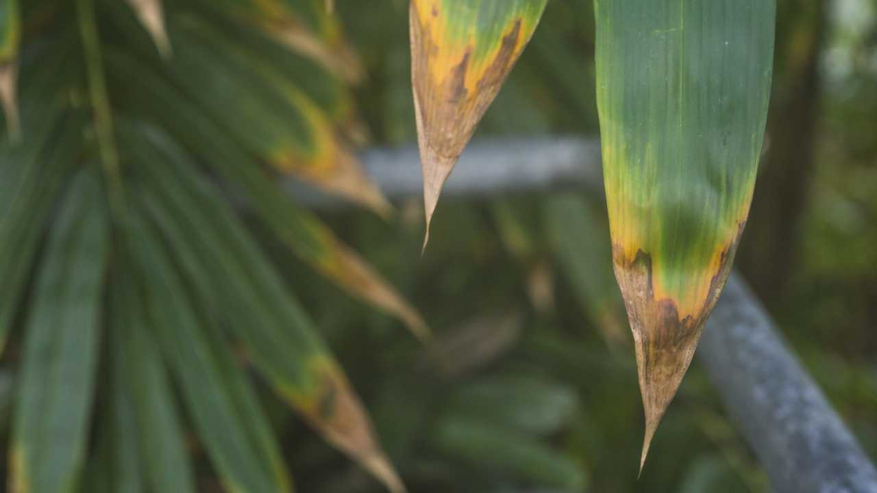 Por Que As Pontas Das Folhas Das Plantas Secam E Como Evitar Isso Por Que As Pontas Das Folhas Das Plantas Secam E Como Evitar Isso