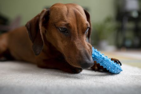 cachorro com brinquedo