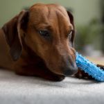 SAMUVET: prefeitura de BH anuncia serviço de ambulância para pets; veja como vai funcionar