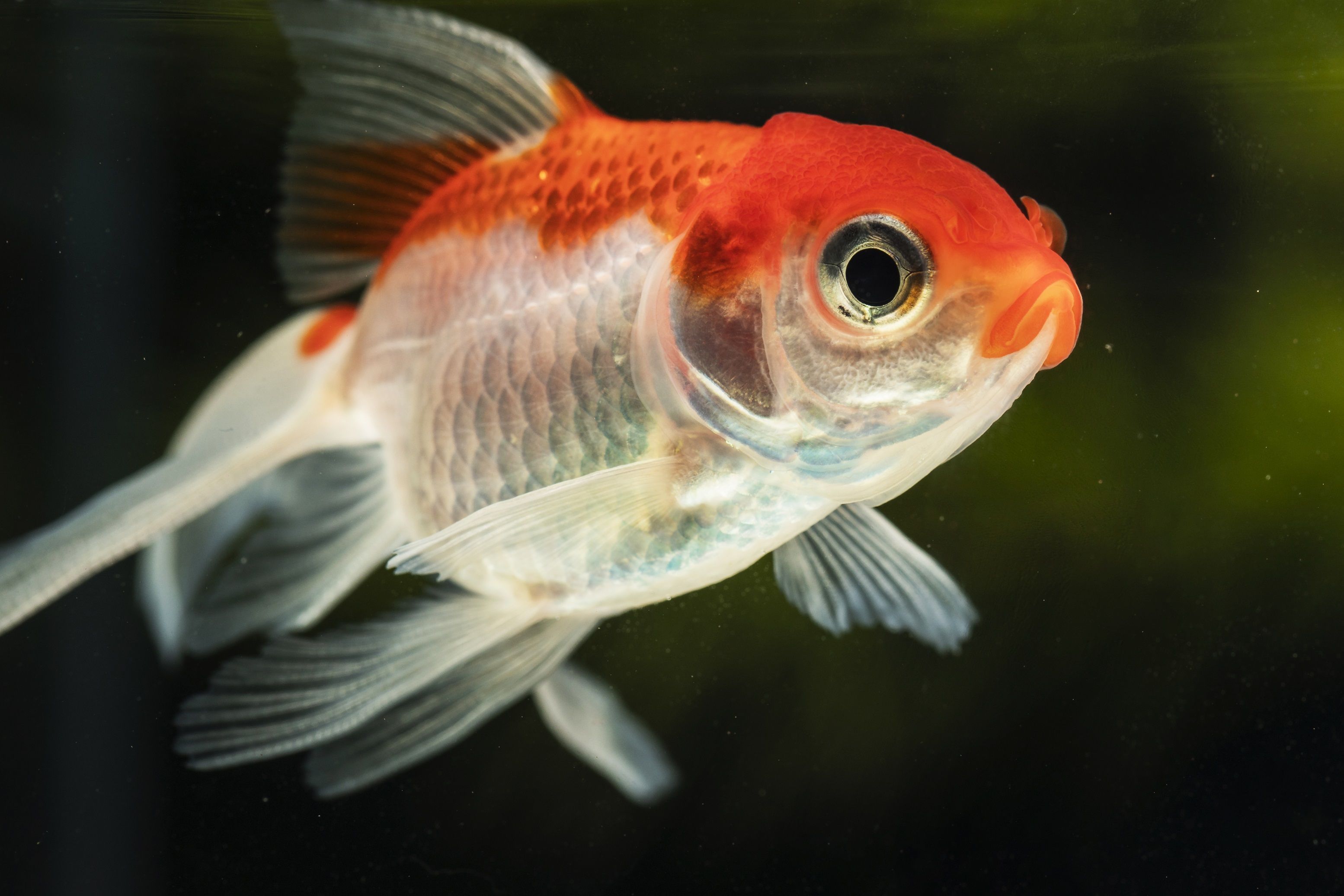 Entenda o que é o aquarismo e como começar a criar peixes do jeito certo