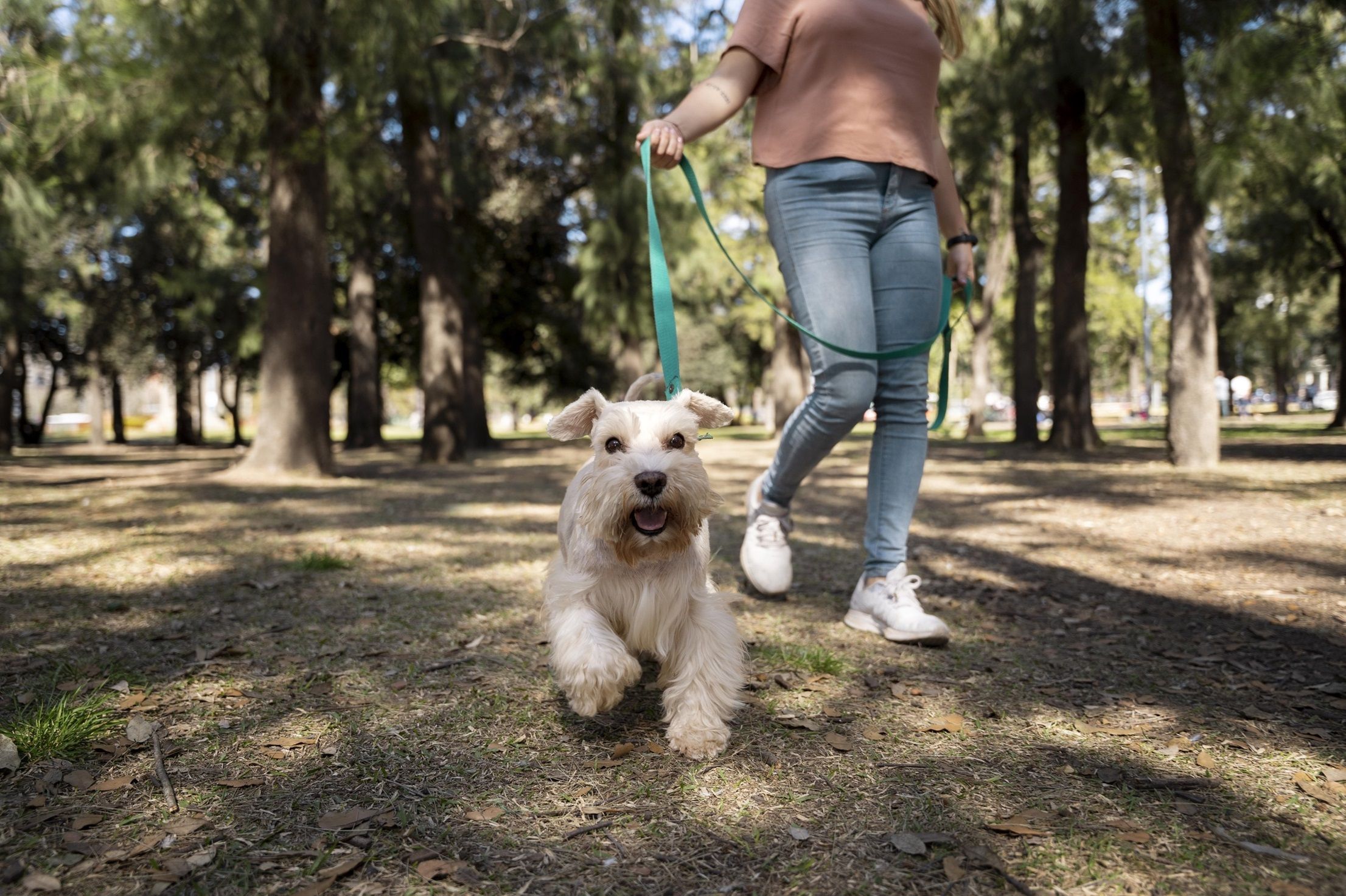 Horário inadequado e falta de cuidados no passeio influenciam diretamente na saúde dos cães