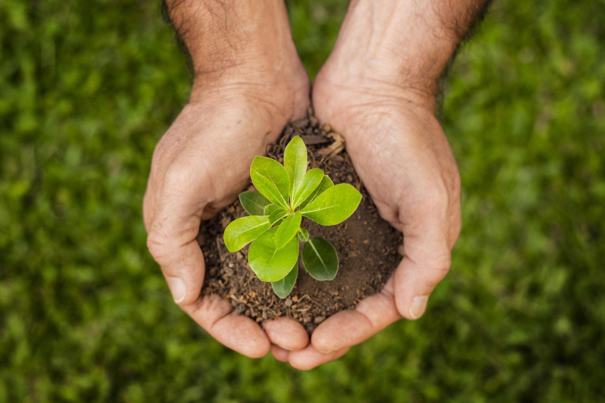 Os benefícios da preservação florestal nas fazendas
