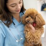 Nebulização em cães exige indicação veterinária; saiba para quais casos o procedimento é indicado