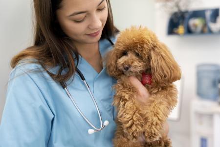 Estudos clínicos nacionais também relatam uso terapêutico da nebulização em casos de bronquite crônica canina, com melhora após associação de soro fisiológico, medicamentos inaláveis e manejo ambiental