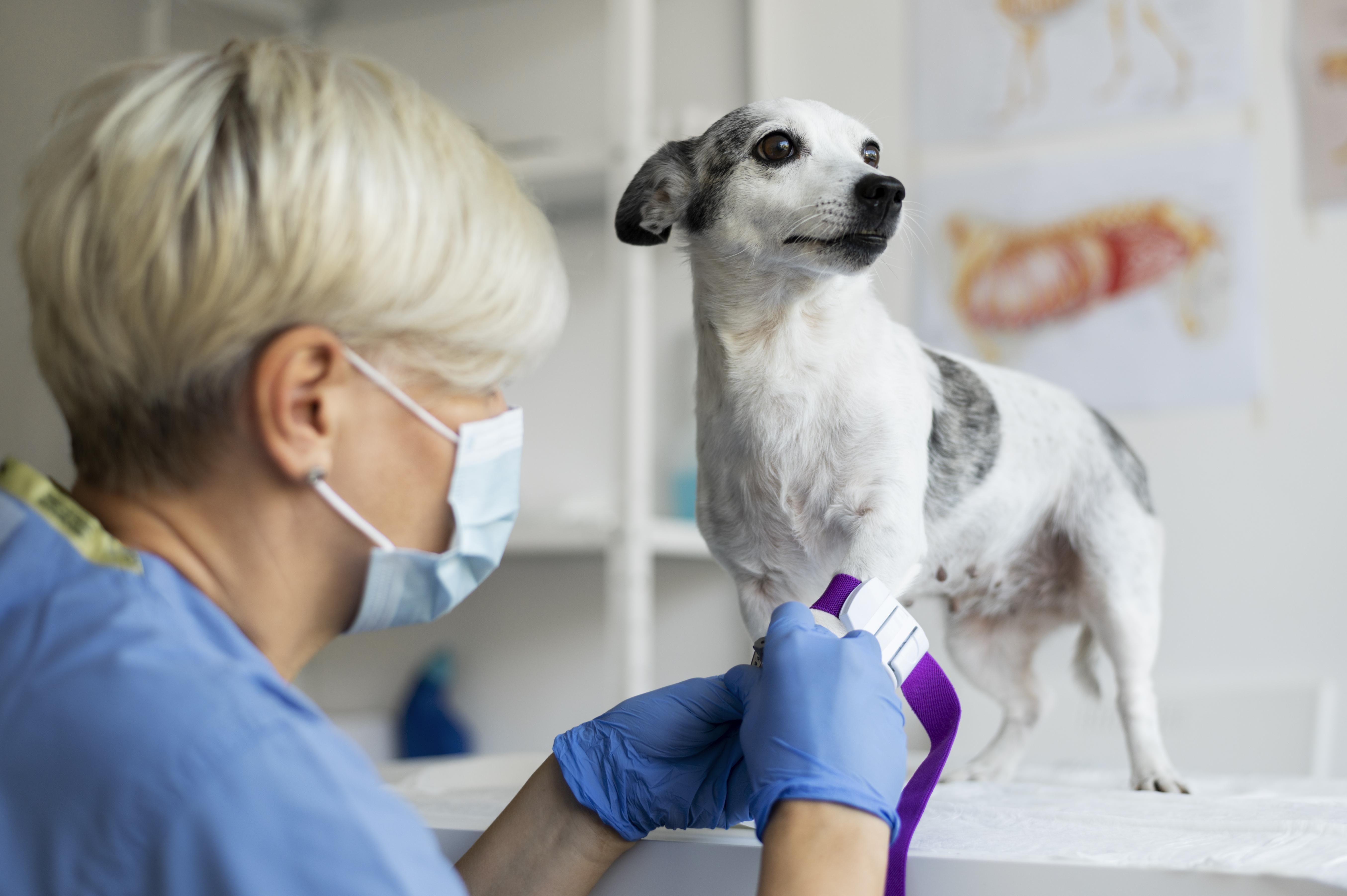 Tutores gostariam de plano de saúde para os pets, avalia pesquisa