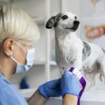 Exame para diagnóstico de leishmaniose canina pode ser feito de forma gratuita em BH; saiba como solicitar