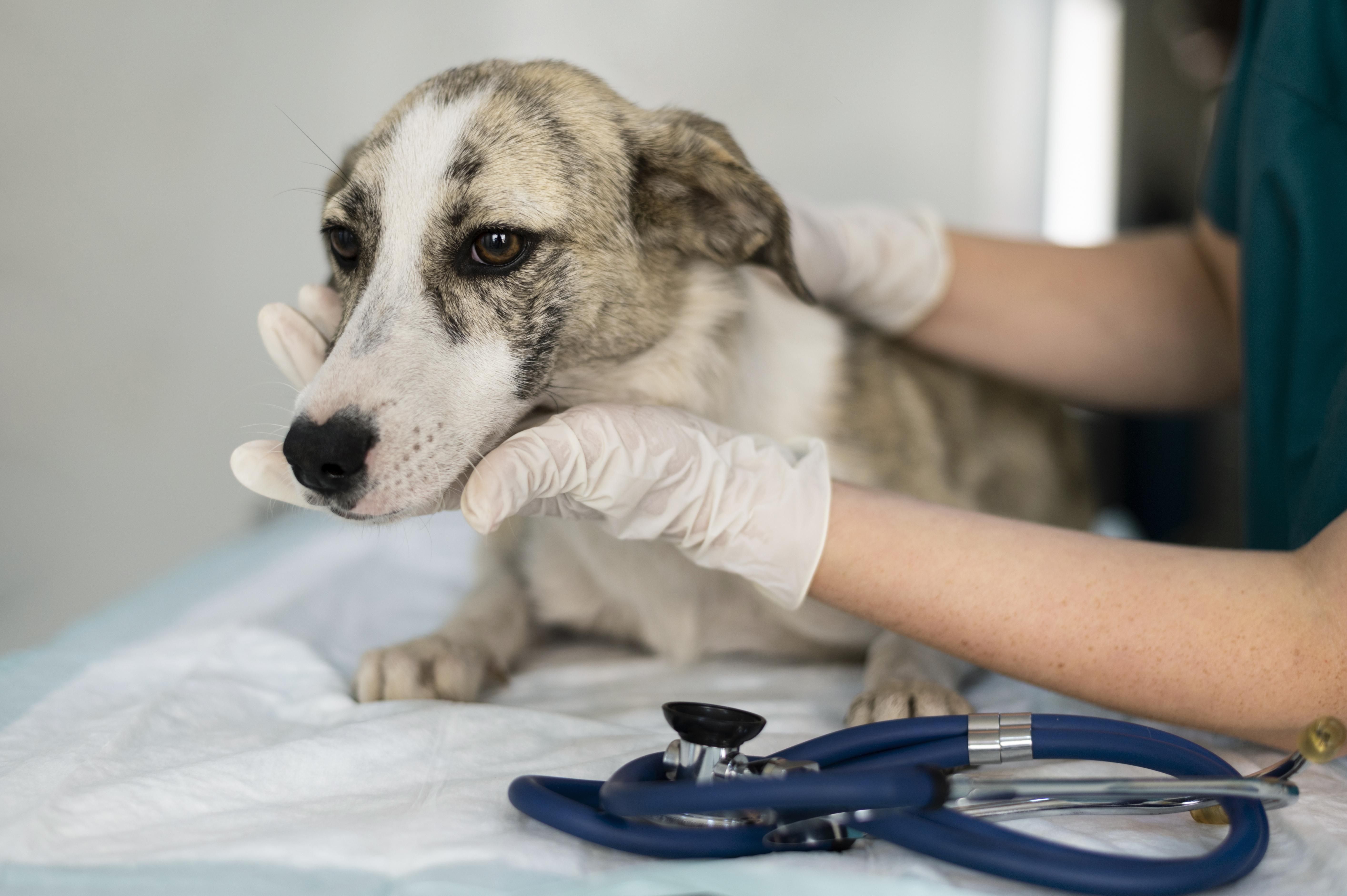 Complexo Público Veterinário de BH fecha para o feriado e volta na terça-feira (22)