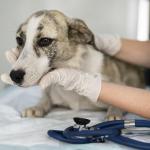 Leishmaniose canina: especialista explica o que é, sintomas e prevenção