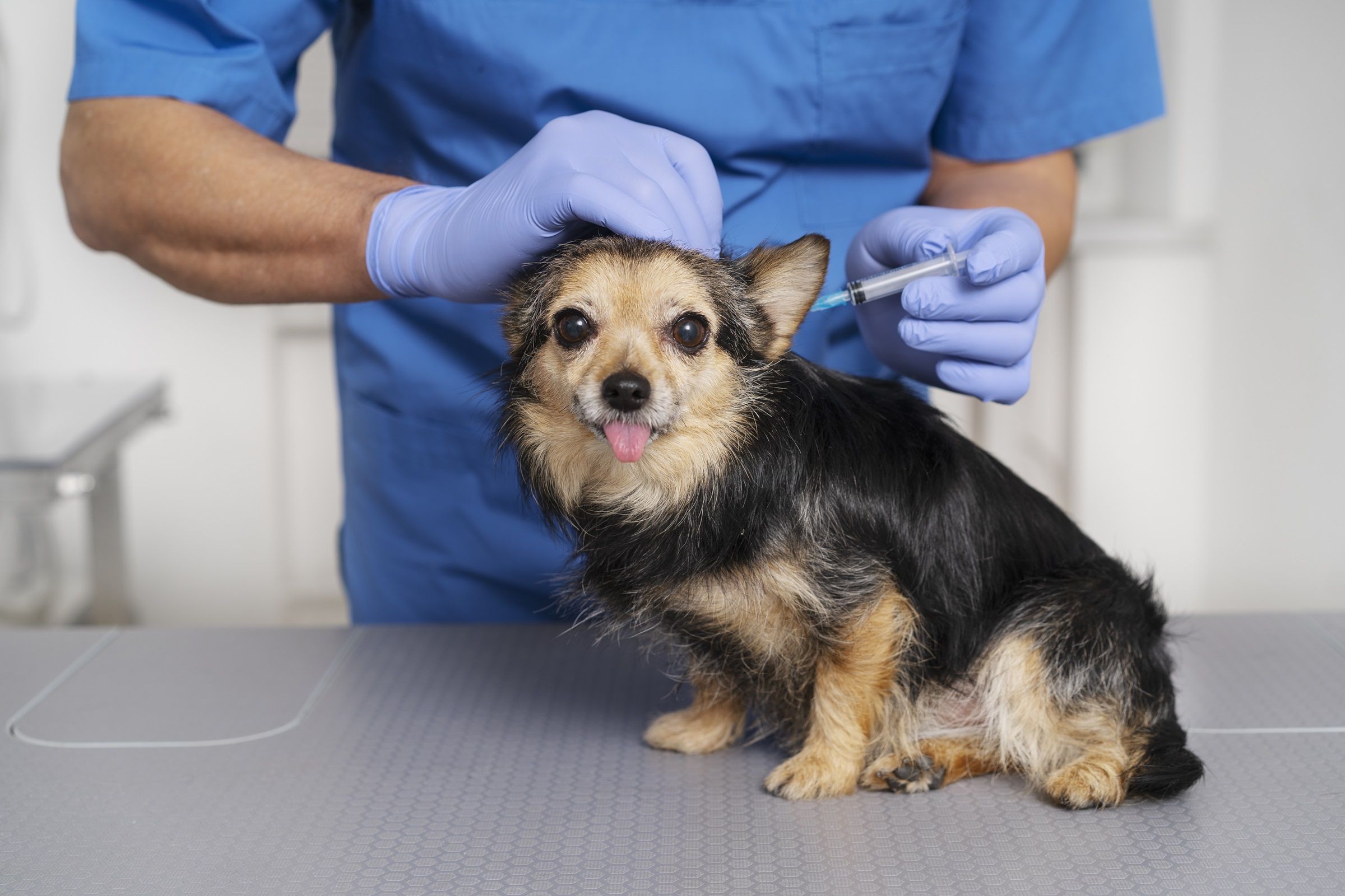 Vacinação em cães: como identificar e agir diante de reações adversas