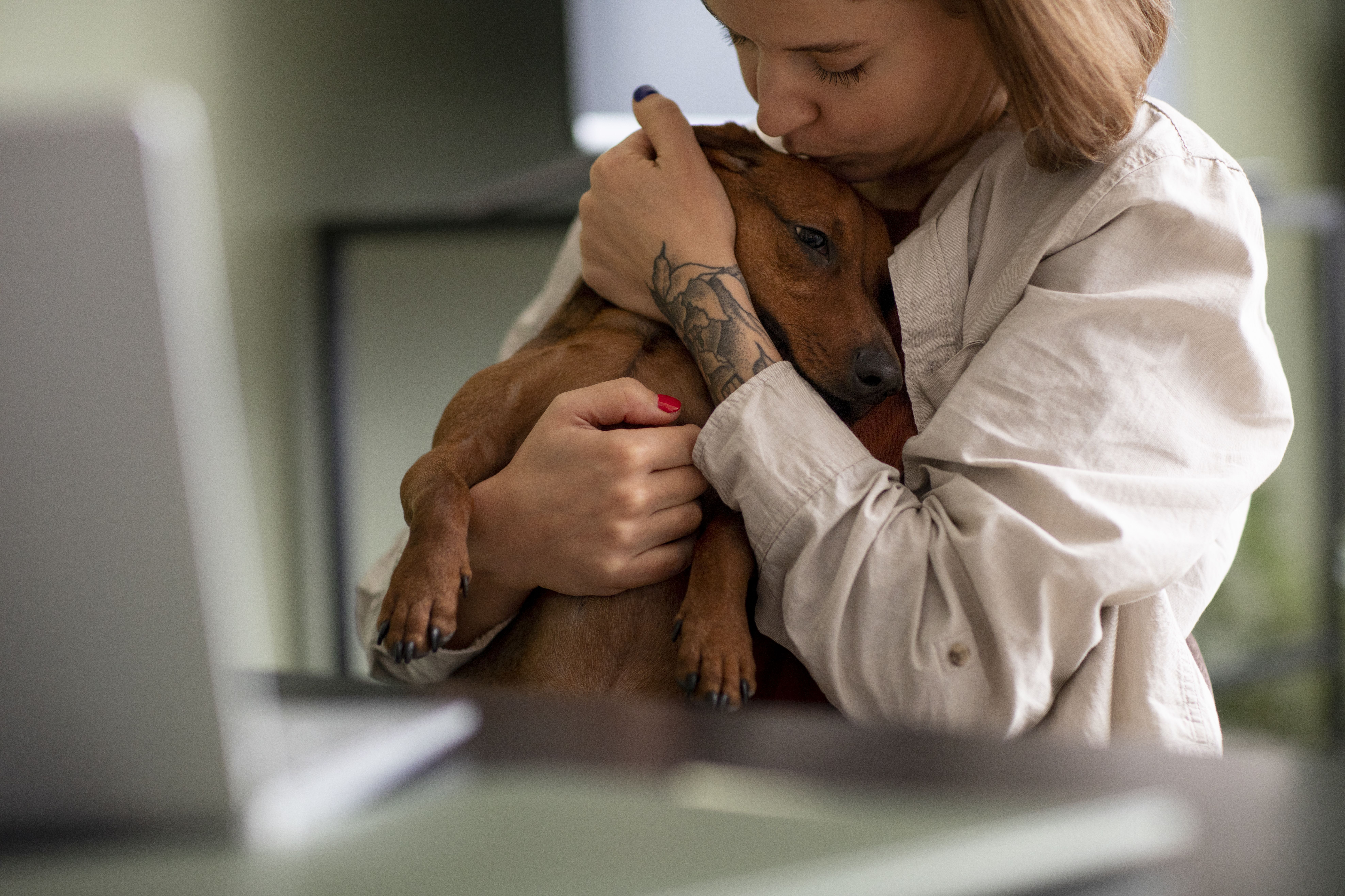 Uso de dipirona em cães pede prescrição e atenção aos riscos da automedicação