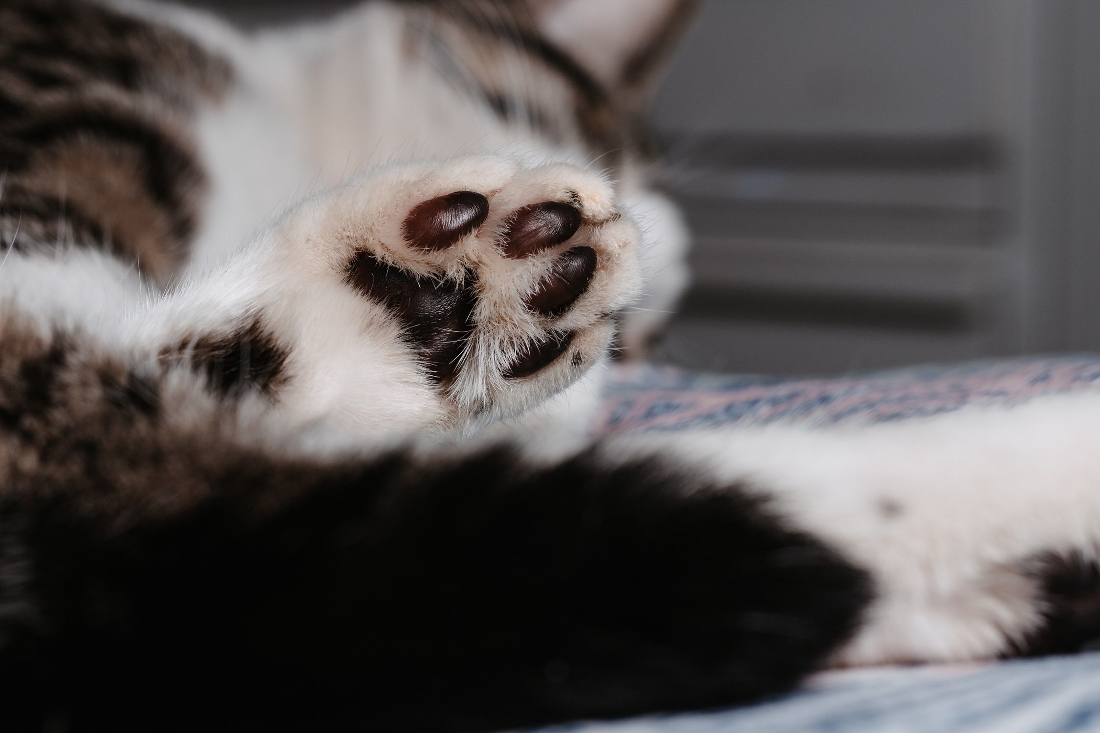 Gato é queimado vivo no interior do Sergipe; suspeito é identificado