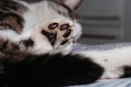 Com prática e atenção, é possível identificar padrões na movimentação da cauda que refletem o estado emocional do gato
